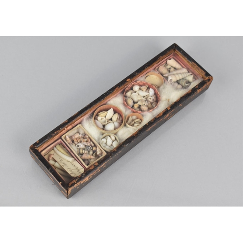 36 - A 19th Century Small Rectangular Display Case housing Collection of Small Shells and Dogs Teeth, 20x... 