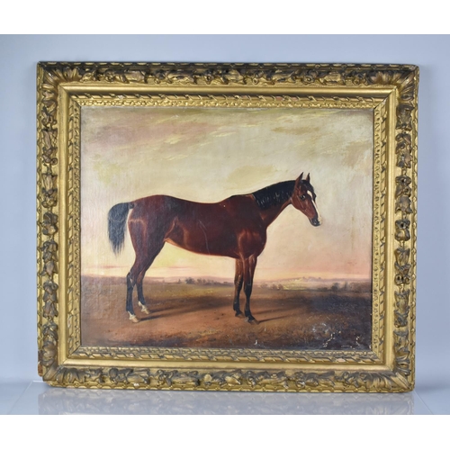 434 - A 19th Century Gilt Framed English School Oil on Board, Chestnut Horse in Paddock, 74.5x61.5cms and ... 