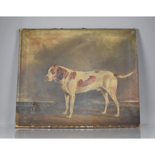 433 - A 19th Century English School Oil on Canvas Mounted but Unframed, English Foxhound, 76.5 x63cms, Som... 