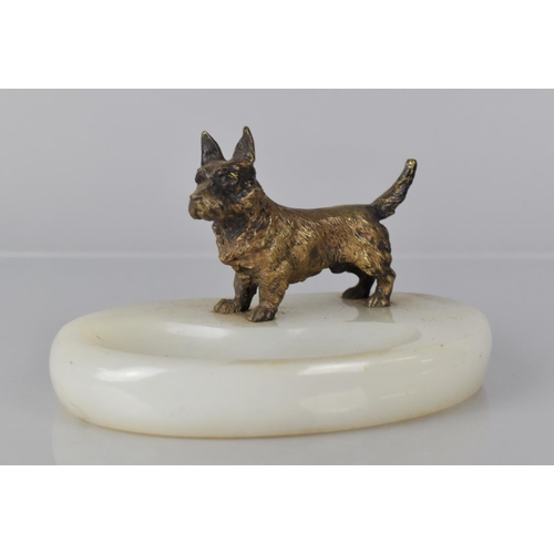 110 - A Late 19th Century Austrian Gilt Bronze Figure of a Miniature Terrier Dog Mounted A Vide Poche Plin... 