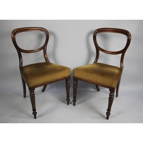 483 - A Pair of Late Victorian Mahogany Framed Balloon Back Side Chairs