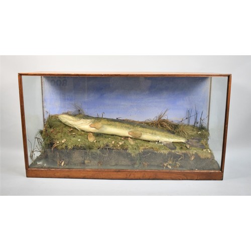 442 - A Large Oak Cased and Glazed Taxidermy of Pike Lying on Naturalistic River Bank, 137x43x72cms High