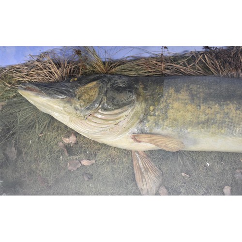 442 - A Large Oak Cased and Glazed Taxidermy of Pike Lying on Naturalistic River Bank, 137x43x72cms High