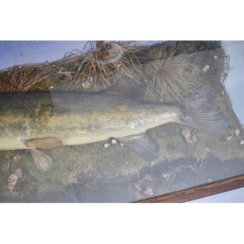 442 - A Large Oak Cased and Glazed Taxidermy of Pike Lying on Naturalistic River Bank, 137x43x72cms High