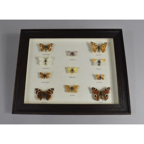 97 - A Framed Collection of Eleven British Butterflies, 33x27cms