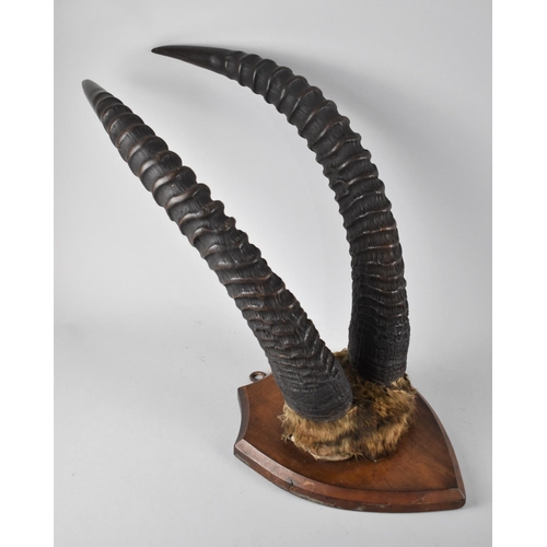 119 - A Vintage Shield Mounted Pair of Ibex Trophy Horns