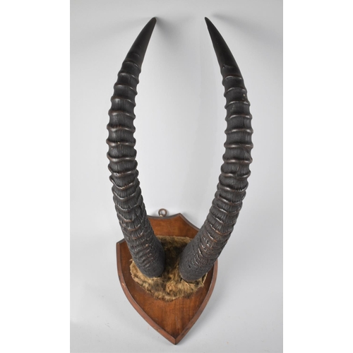 119 - A Vintage Shield Mounted Pair of Ibex Trophy Horns