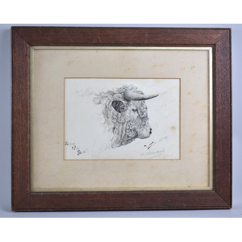 156 - A Framed Pencil Sketch, British Wild Bull, 23x16cms