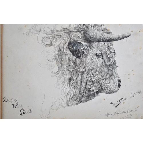 156 - A Framed Pencil Sketch, British Wild Bull, 23x16cms