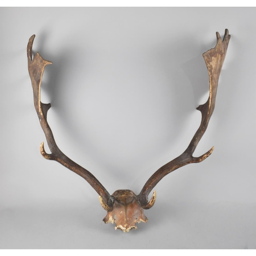 163 - A Pair of Trophy Antlers