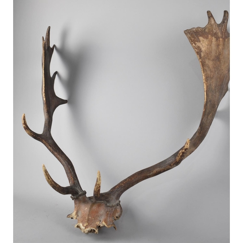 163 - A Pair of Trophy Antlers