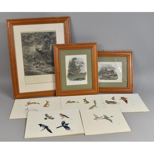 438 - A Collection of Various Engravings to include Roe and Fallow Deer and The Resting Place of The Deer ... 