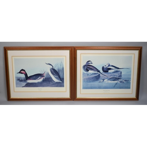 454 - A Pair of Large Framed Bird Prints, Eared Grebe and Long Tailed Duck After Audubon, Each 60x36cm