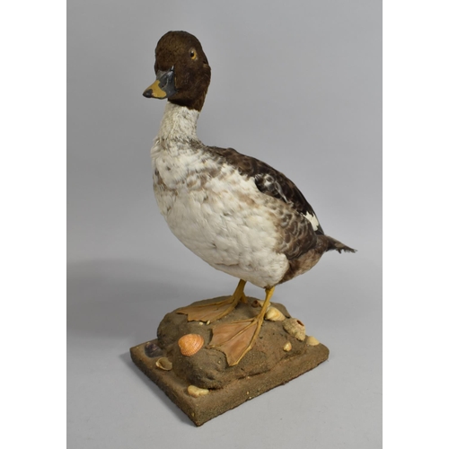 65 - A Taxidermy Study of a Shell Duck, 37cms High