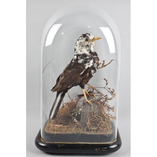 100 - A Victorian Taxidermy Study of a Pied Blackbird Under Glass Dome, Dome with Crack, 33cm high