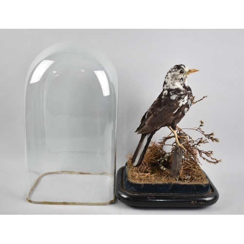 100 - A Victorian Taxidermy Study of a Pied Blackbird Under Glass Dome, Dome with Crack, 33cm high