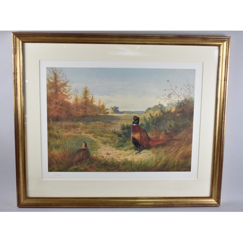 207 - A Framed Archibald Thorburn Print of Pheasants, Limited Edition No. 242/500, 53x38cm