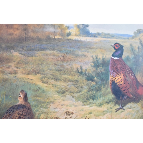 207 - A Framed Archibald Thorburn Print of Pheasants, Limited Edition No. 242/500, 53x38cm