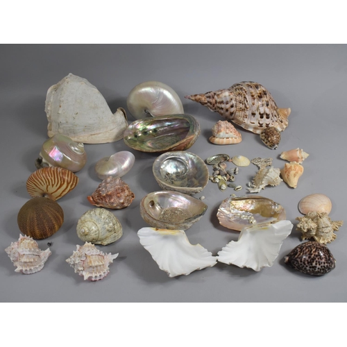 243 - An Early 20th Century Collectors Box Containing Large Number of Sea Shells to Include Large Examples