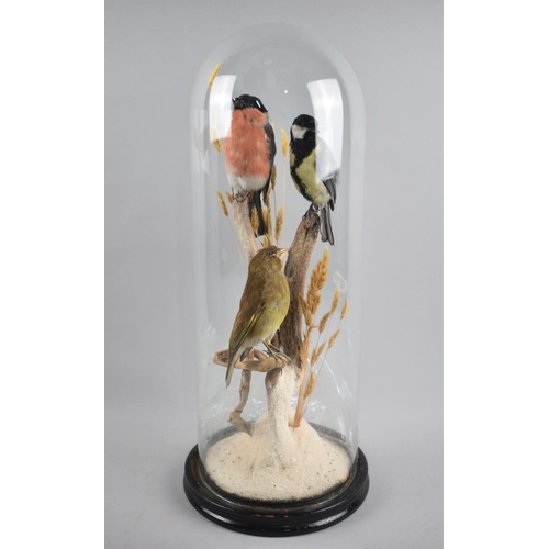 99 - A Taxidermy Diorama Depicting Three British Birds Under Glass Dome, Glass AF, Greenfinch, Bullfinch ... 