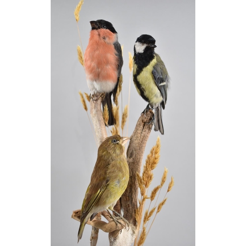 99 - A Taxidermy Diorama Depicting Three British Birds Under Glass Dome, Glass AF, Greenfinch, Bullfinch ... 