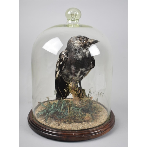 45 - A Taxidermy Study of a Pied Jackdaw, Under Glass Dome, 36cms High