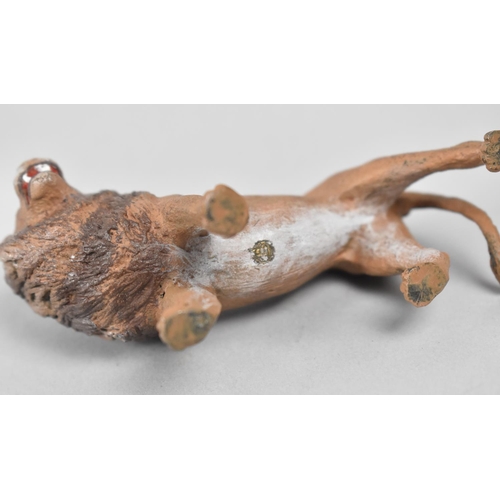 15 - A Cold Painted Bronze Study of a Lion, 10cms Long