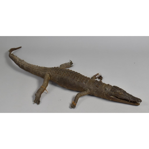 114 - A Taxidermy Caiman Crocodile, 74cms Long, Condition Issues