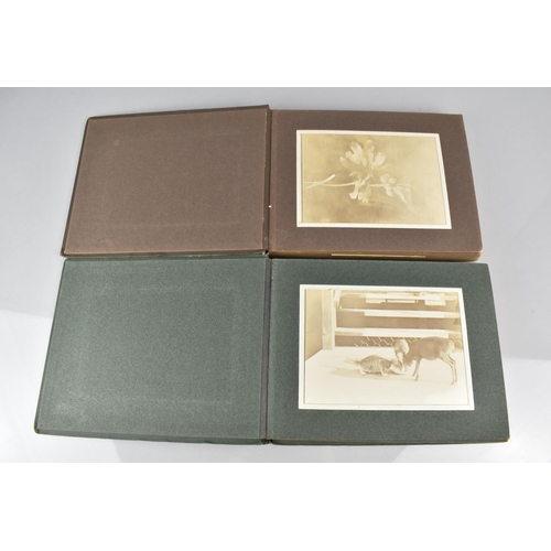 150 - Two Early 20th Century Photograph Albums Detailing African Flora and Fauna, People and Artwork relat... 