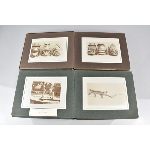 150 - Two Early 20th Century Photograph Albums Detailing African Flora and Fauna, People and Artwork relat... 