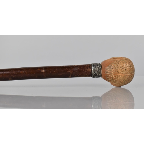 166 - A Novelty Walking Cane with Silver Collar (Birmingham Hallmark) and Carved Head of Moustachiod Gent ... 