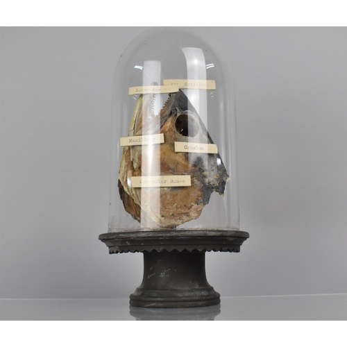 212 - A Late 19th/Early 20th Century Teaching Aid, Fish Head, Under Glass Dome with Labels identifying 'Pr... 