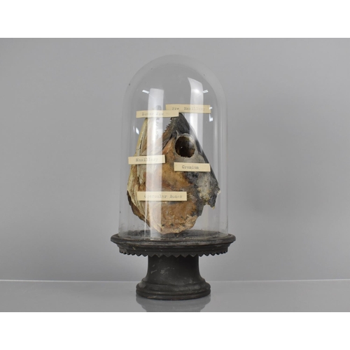 212 - A Late 19th/Early 20th Century Teaching Aid, Fish Head, Under Glass Dome with Labels identifying 'Pr... 