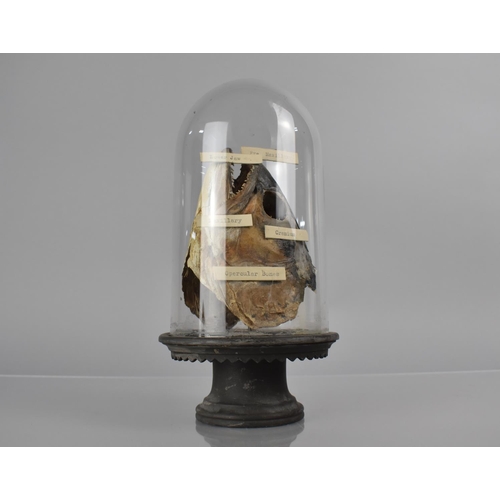 212 - A Late 19th/Early 20th Century Teaching Aid, Fish Head, Under Glass Dome with Labels identifying 'Pr... 