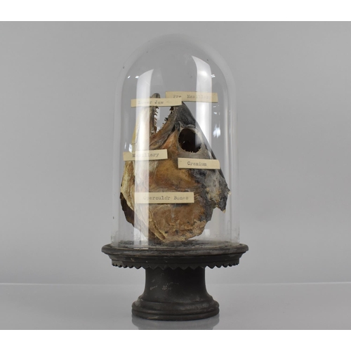 212 - A Late 19th/Early 20th Century Teaching Aid, Fish Head, Under Glass Dome with Labels identifying 'Pr... 