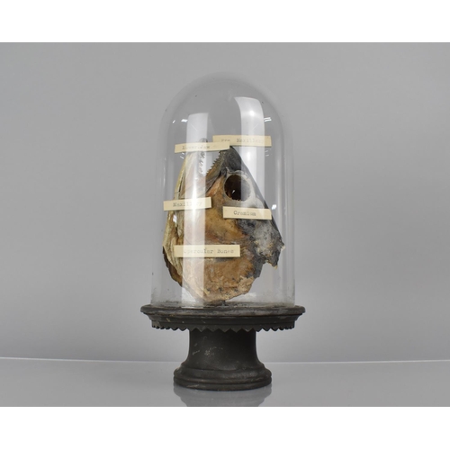 212 - A Late 19th/Early 20th Century Teaching Aid, Fish Head, Under Glass Dome with Labels identifying 'Pr... 