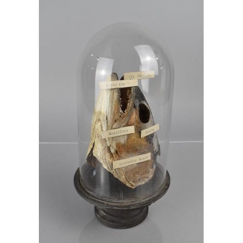 212 - A Late 19th/Early 20th Century Teaching Aid, Fish Head, Under Glass Dome with Labels identifying 'Pr... 