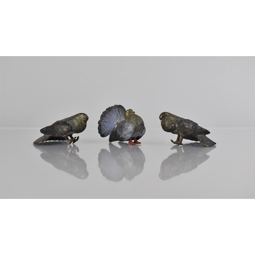 183 - Three Cold Painted Bronze Studies of Pigeons, 3.5cms High