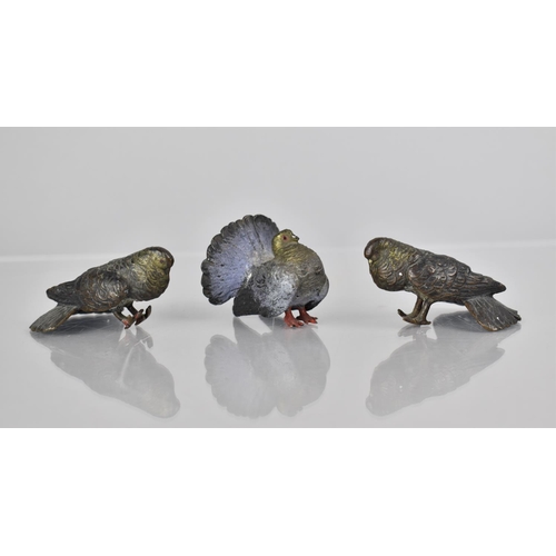 183 - Three Cold Painted Bronze Studies of Pigeons, 3.5cms High