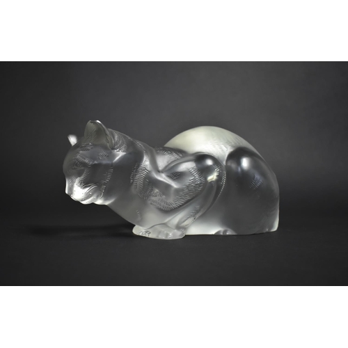 263 - A Large Lalique Frosted Glass Cat, Signed, Condition: Not Perfect with Nibbles, 24cms Long