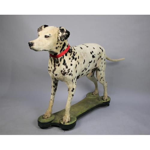 214 - A Taxidermy Study of "Corker" the Dalmatian, on Shaped Wooden Plinth