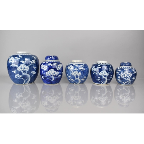 372 - A Collection of Five Various 19th/20th Century Chinese Blue and White Prunus Pattern Ginger Jars, Al... 