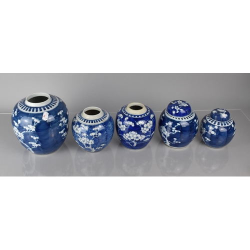 372 - A Collection of Five Various 19th/20th Century Chinese Blue and White Prunus Pattern Ginger Jars, Al... 