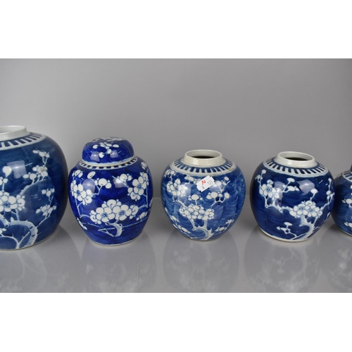 372 - A Collection of Five Various 19th/20th Century Chinese Blue and White Prunus Pattern Ginger Jars, Al... 