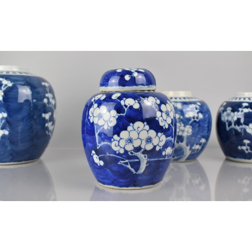 372 - A Collection of Five Various 19th/20th Century Chinese Blue and White Prunus Pattern Ginger Jars, Al... 