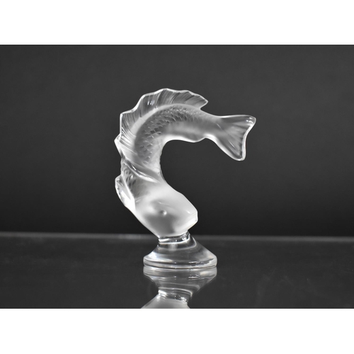 301 - A Lalique Glass Fish, Signed to Circular Foot, 8cm high