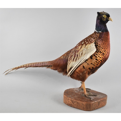 105 - A Taxidermy Study of a Cock Pheasant on Log Effect Stand