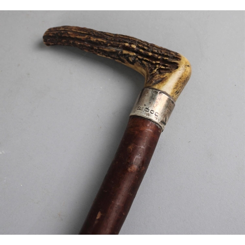 94 - A Crop Handled Thornwood Walking Cane with Silver Band, Sheffield 1911