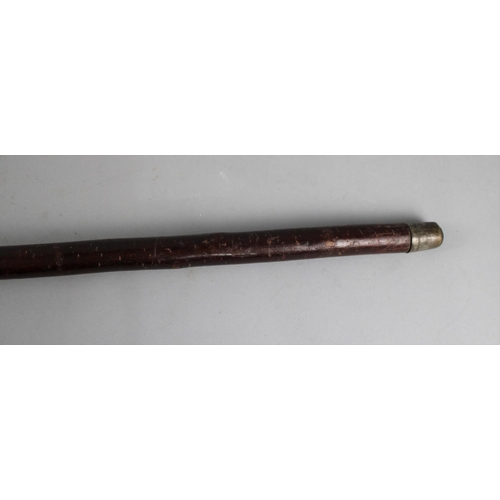 94 - A Crop Handled Thornwood Walking Cane with Silver Band, Sheffield 1911