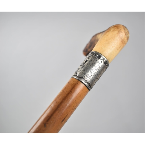 95 - A Victorian Malacca Crop Handled Presentation Walking Stick with Engraved Silver Band, 